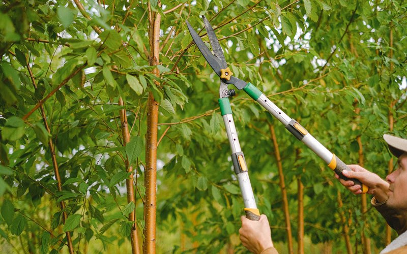 Tree trimming in Verbena, AL