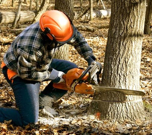 Tree Removal in Verbena, AL